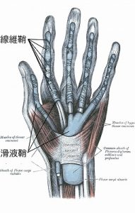 tendon-seath-palm
