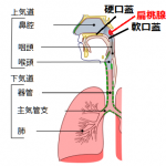 扁桃腺（へんとうせん）で起きていた管楽器奏者の鼻抜けの詳細へ