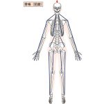 テンション維持機構としての筋骨格モデルの詳細へ