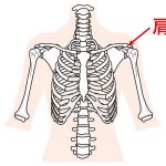 肩峰（けんぽう）の位置で呼吸が変わる？の詳細へ